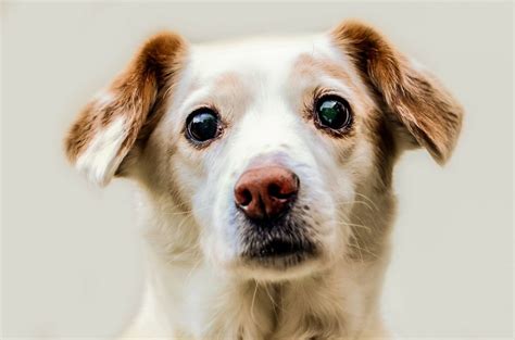 Now if you have more doubts about petting pets, please visit our pet service animalsstreet.com. Dog Hair Loss: Common Causes & Treatment | Canna-Pet