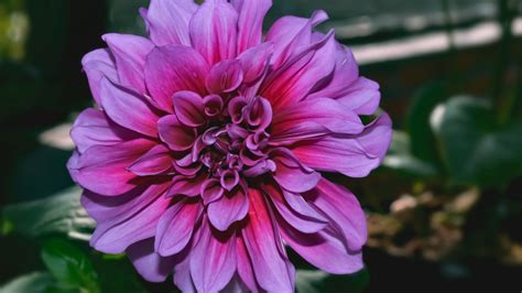 Download Wallpaper 3840x2160 Dahlia Flower Purple Closeup 4k Uhd 169 Hd Background