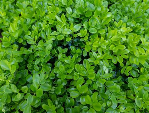 Buxus Sempervirens Guide How To Grow And Care For Common Boxwood