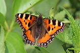 Schmetterling Kleiner Fuchs Foto & Bild | makro, natur, schmetterling ...