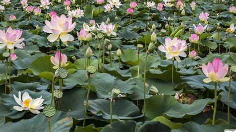 Lotus Flowers And Water Lilies Hd Wallpaper Download