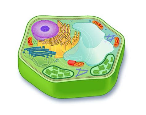 Game Statistics Plant Cell Organelles