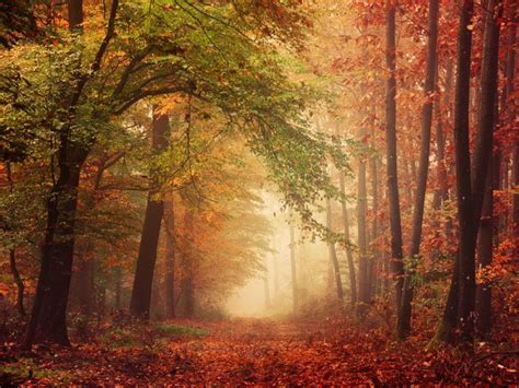 Foggy Autumn Forest Pathway Realitydream Photography Landscapes