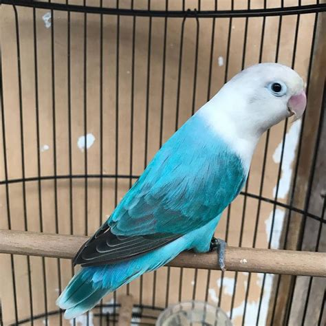 Burung Lovebird Termahal Memiliki Bulu Yang Sangat Cantik