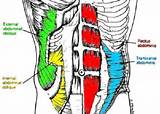 Name All Core Muscles Images