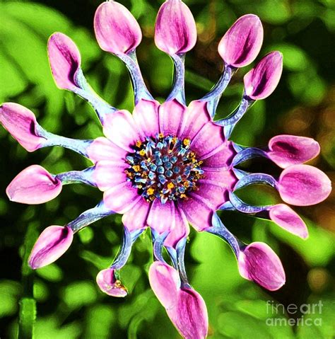 Pink Indian Painted Daisy Photograph By Kathleen Struckle