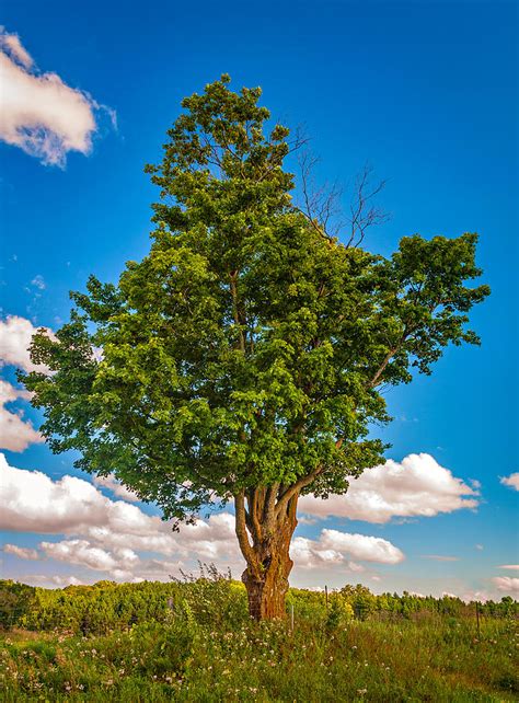 A Canadian Tree Photograph by Steve Harrington