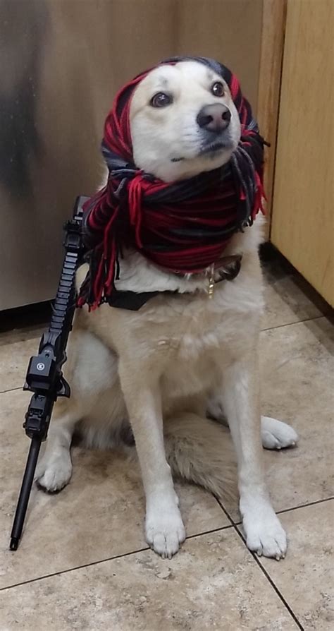 Psbattle Dog With A Rifle And Headscarf Rphotoshopbattles