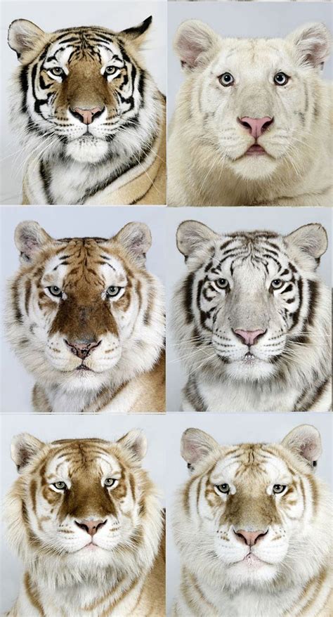 64 Best Tiger Lion Crosses Images On Pinterest Big Cats Animal