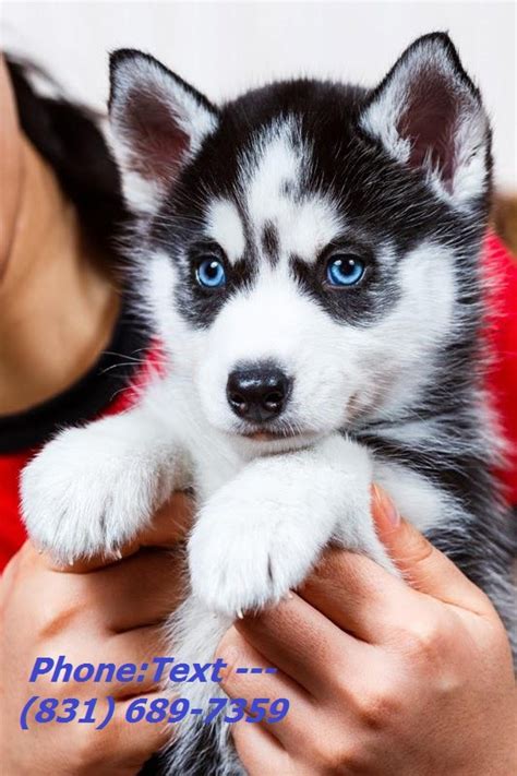 Our mission (and passion) is to help get homeless pets out of the shelters and into loving homes. Hansome siberian husky puppies for sale - Dogs & Puppies - Oklahoma