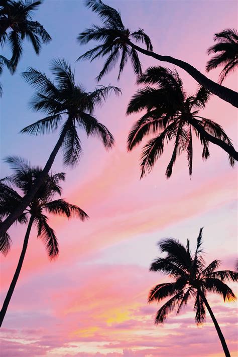 Light Pink Sunset Wallpaper