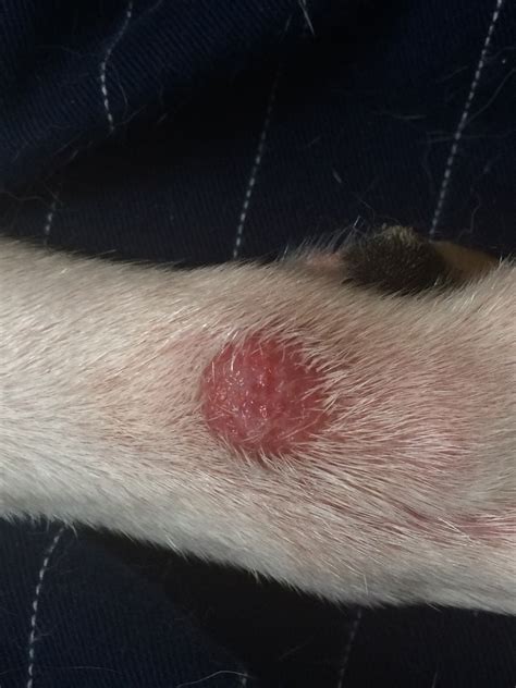 I Spoke With Dr On 210 Regarding A Red Bump On My Dogs Rear Paw It