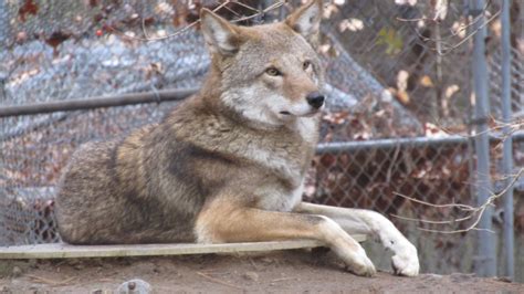 Beardsley Zoo Red Wolf Zoochat