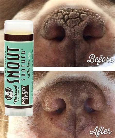 Dry Dog Nose Try These 4 Steps To Fix It Natural Dog Company Dry