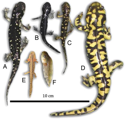 Barred Tiger Salamander Larvae