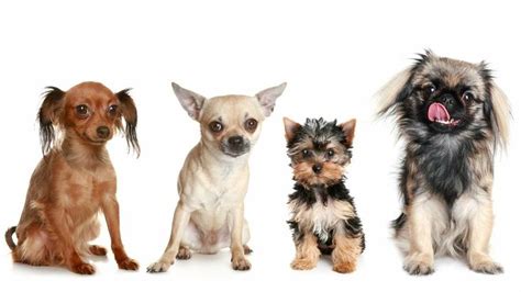 popular small dog breeds pupsbestcom
