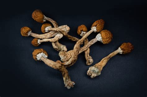 Magic Mushrooms Could Be Next Step In Treating Depression North