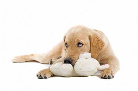 Форум колит диета Колит у собак - симптомы, диагностика, лечение, питание - Сеть Колит у собак - симптомы, диагностика, лечение, питание - Сеть Форум колит диета