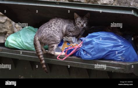 Feral Cat Searching Rubbish Bin For Food Spain Stock Photo Alamy