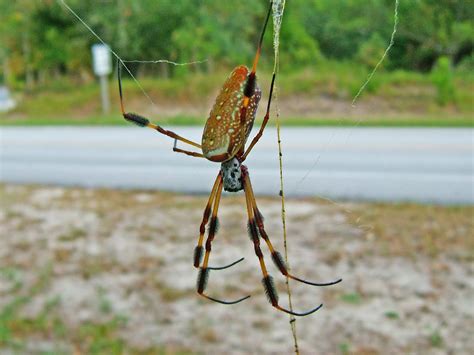 Its body can grow up to 1.5 inch in length. NCSU PDIC: Lions, Tigers, and ORB SPIDERS, OH MY!