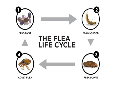 About Fleas Frontline