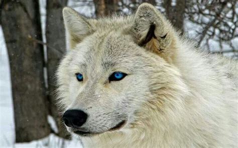 Hybrid Wolf Wolf With Blue Eyes White Wolf Arctic Wolf