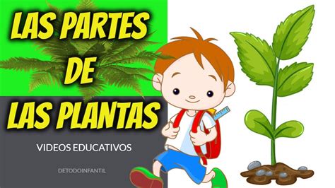 Las Plantas Carácteristicas Y Sus Partes Video Educativo Para Niños