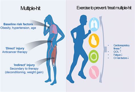 A Schematic Of The Adverse Effects Of Cancer Therapy That Can Compound