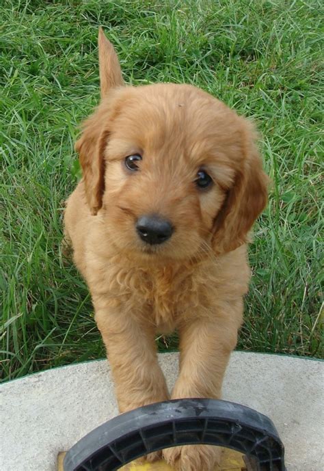 Red barn doodles is a quality small breeder located 30 min. Puppies - Irish Doodle & Goldendoodle Puppies For Sale ...