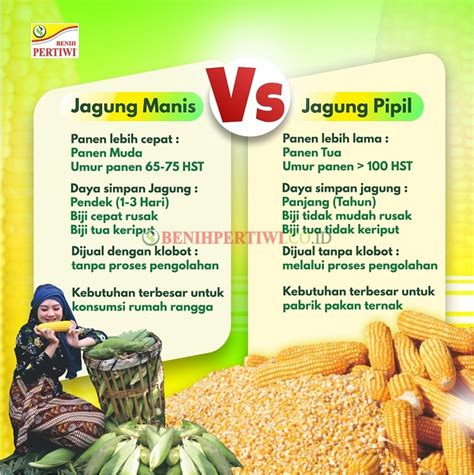 Perbedaan Jagung Manis Dan Jagung Biasa