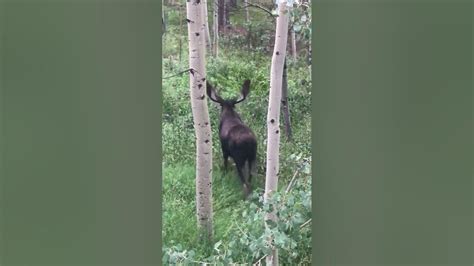 The Moose Is Loose Again Youtube