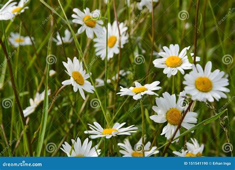 Marguerites Wild Flower In Green Grass Abstract Summer Background