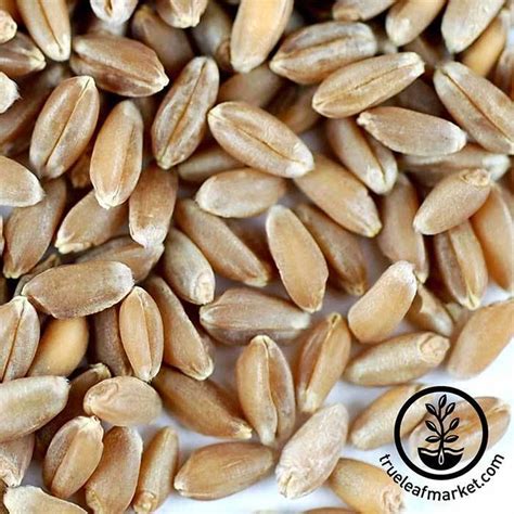 Organic Hard Red Winter Wheat Grain Buy Non Gmo Wheatgrass Seeds