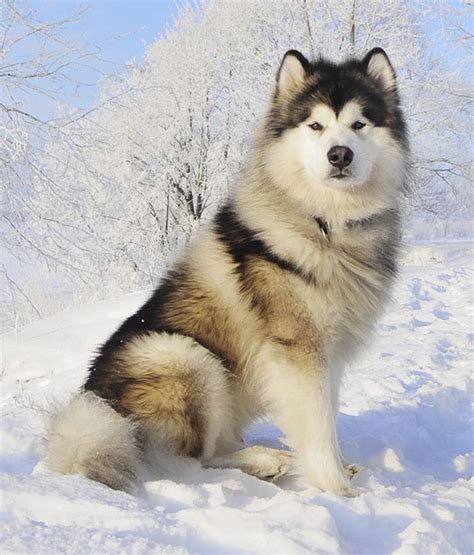 Alaskan Malamute Woofipedia By The American Kennel Club Dog Breeds