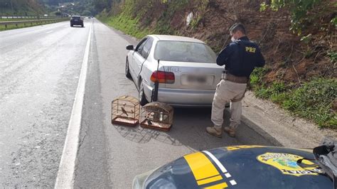 Prf Apreende P Ssaro Em Extin O Na Fern O Dias Pol Cia Rodovi Ria