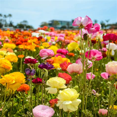 Flower Fields In Carlsbad California Mccabes Landscape Construction