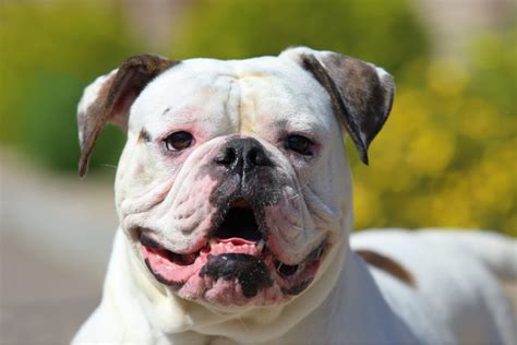 ¿cuáles Son Los Cuidados De Un Bulldog Americano Mis Animales