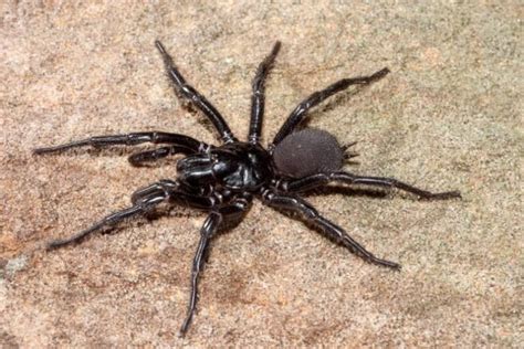Sydney Funnel Web Spider Facts Fact Animal
