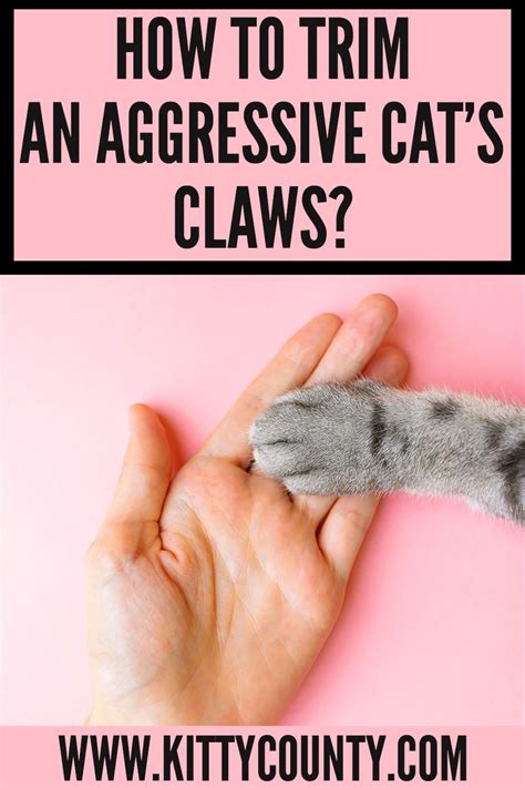 Top 5 Tips On How To Trim An Angry Cats Claws Cat Grooming Guide