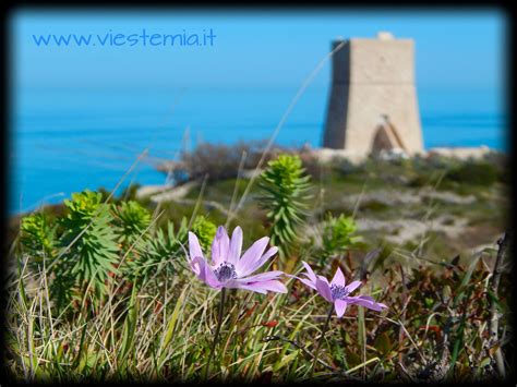 Sul Gargano Fuori Stagione Vieste Vacanze In Puglia Al Top Tra Mare Natura Storia E Buon