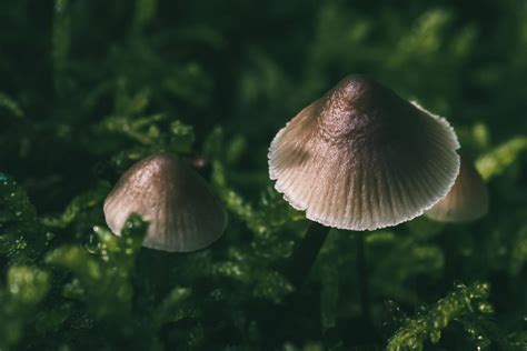 Micro Forest Mushrooms Germany