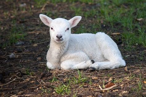 Free Image On Pixabay Lamb Sheep Cute Animal Kingdom Baby