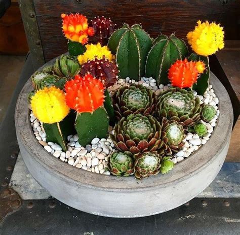 Bright Succulent And Cacti Arrangement In Cement Bowl In Los Angeles