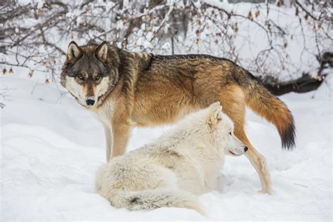 International Wolf Center—homepage Img International Wolf Center