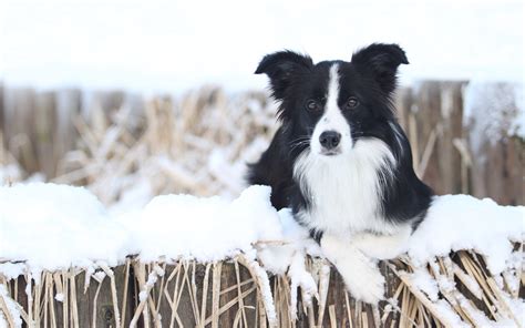 Pictures Border Collie Dogs Winter Snow Animal 1920x1200
