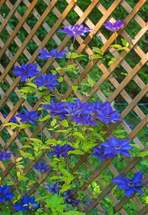 Beautiful And Functional Trellis Ideas For Climbing Plants