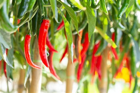 How To Grow Chillies Plant Growing And Care Uk
