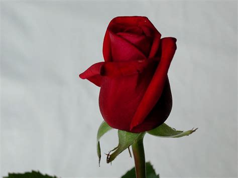 Free Red Rose Download Free Red Rose Png Images Free Cliparts On