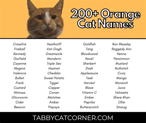 Best Catchy Orange Cat Names In