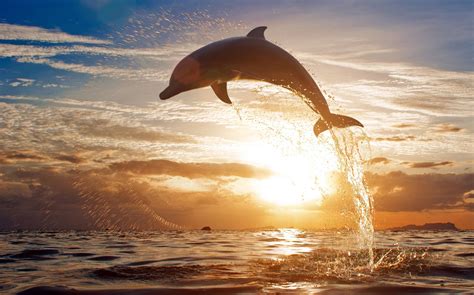 Smartest Animal Dolphin Hd Desktop Wallpaper Collection Yl Computing